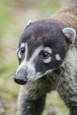 White-nosed coati sm.jpg