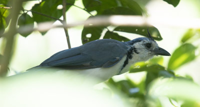 White-throated Magpie Jay sm.jpg