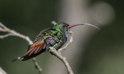 Rufous-tailed Hummingbird sm.jpg