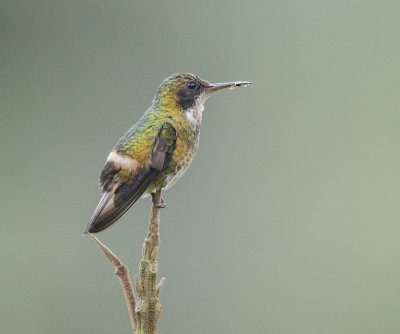 Rufous-crested Coquette