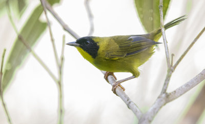 Masked yellowthroat sm.jpg