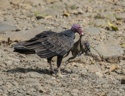 Vulture cane toad.jpg