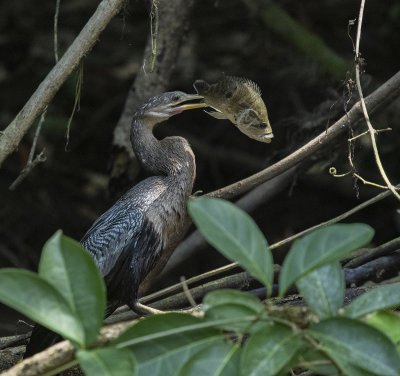 Anhinga