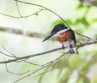 Male Green Kingfisher sm.jpg