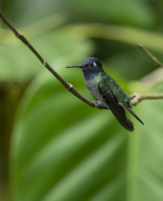 Violet-headed hummingbird