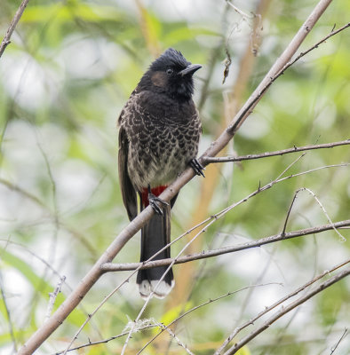 Red-vented bulbul