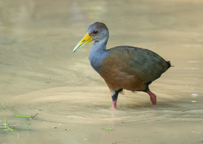 Grey-necked wood rail 