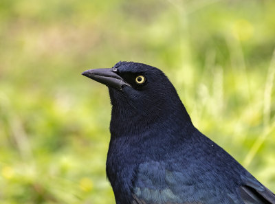 Great-tailed Grackle.jpg