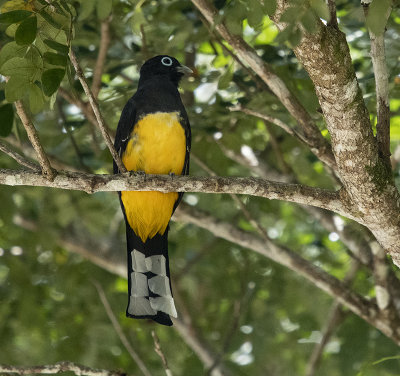 Black headed Trogon 