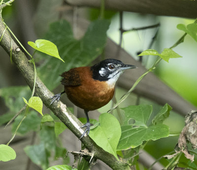 Bay Wren 