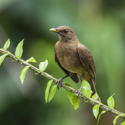 Clay colored Thrush 