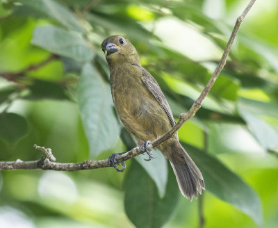 Variable seedeater