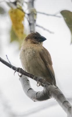 Scaly-breasted Munia