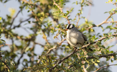 White-crowned Sparrow 