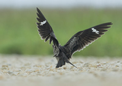 Common Nighthawk