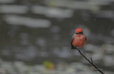 Vermilion flycatcher