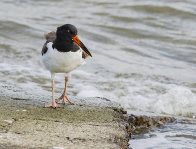 American Oystercatcher