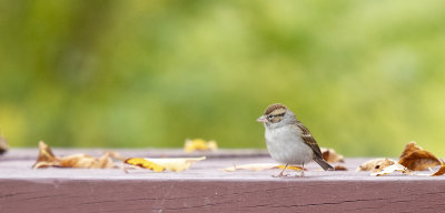 Chipping Sparrow