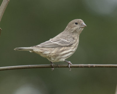 House Finch 