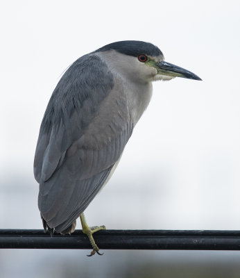  Black-crowned night heron