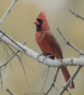 Northern Cardinal