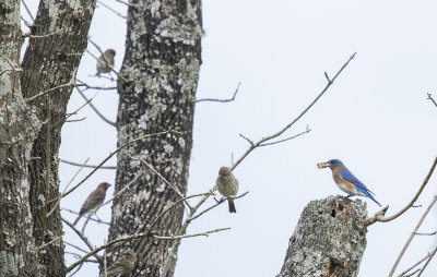 Eastern Bluebird and House Finches