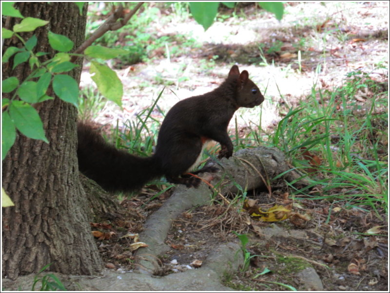 This was the best pic I could get of these dark fellas