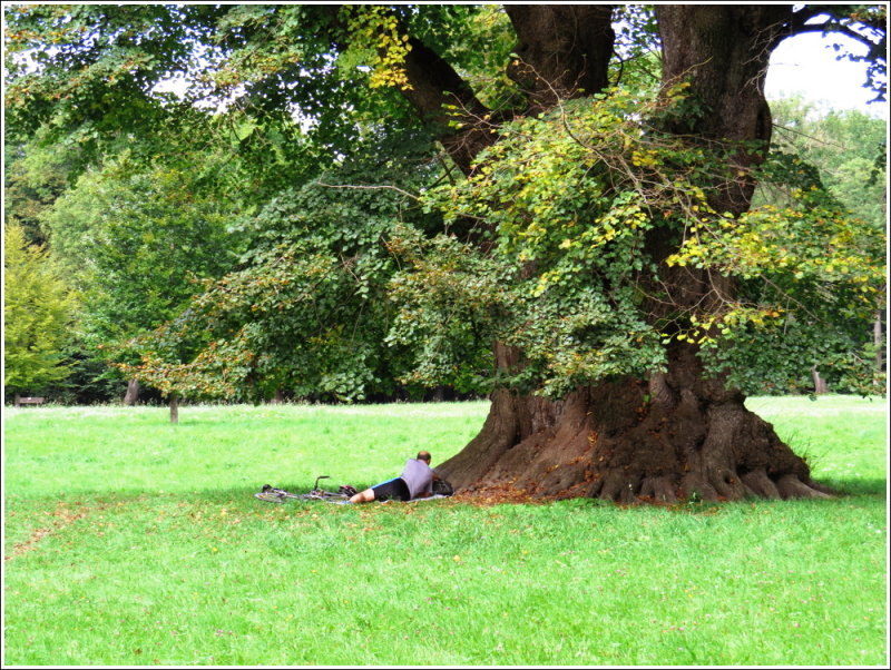 Die alte Winterlinde (The old small-leaved lime tree)