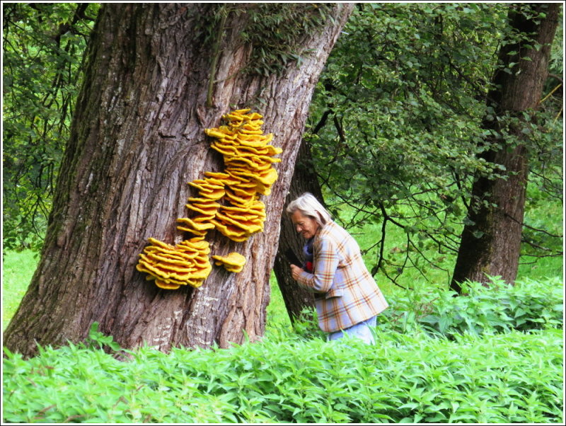 The fungi supposedly taste good, but they're deadly to trees.
