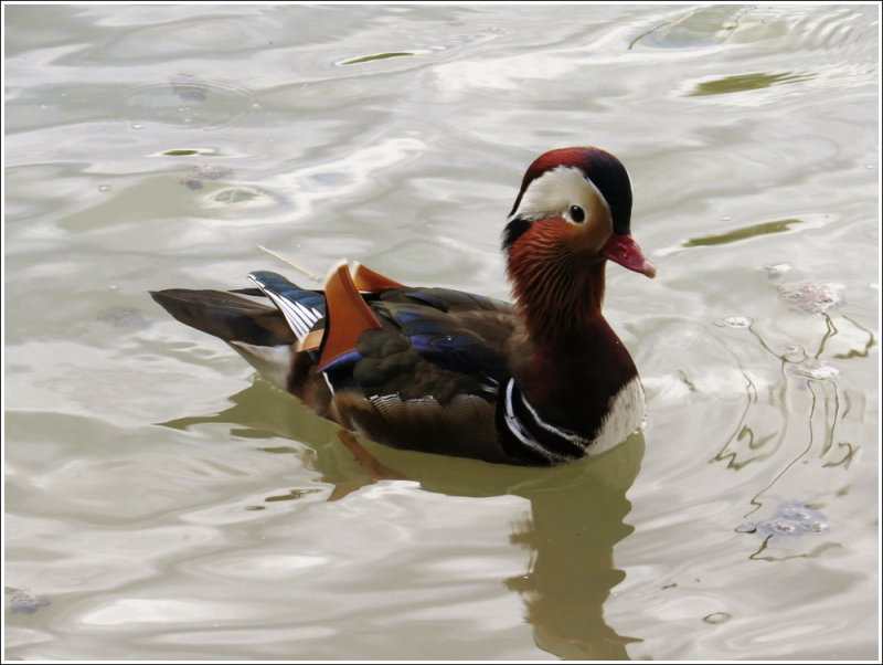 Mandarin Duck