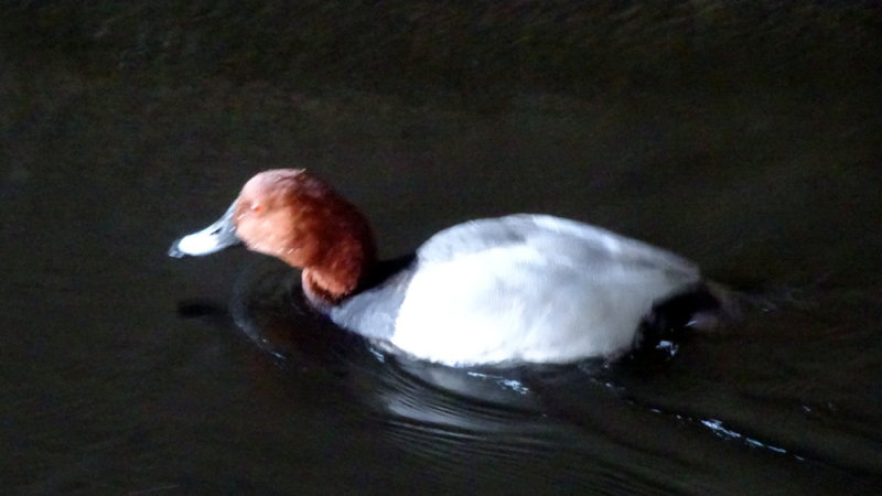 Brown headed duck - blurry, but couldn't get a better shot.