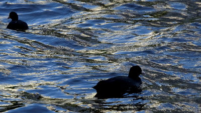 The light play & reflections on the water caught my eye