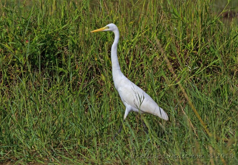 Mellanhger 