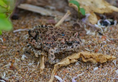 Amphibians - Groddjur in Marocco