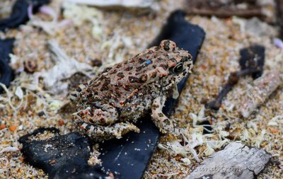 Brongersma's Toad 