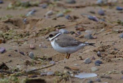 Större strandpipare , juvenil