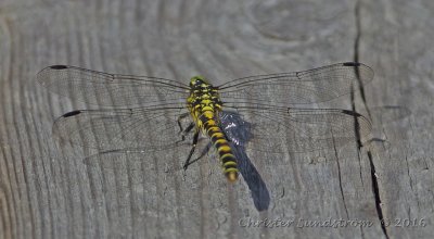 Dragonfly in Estonia