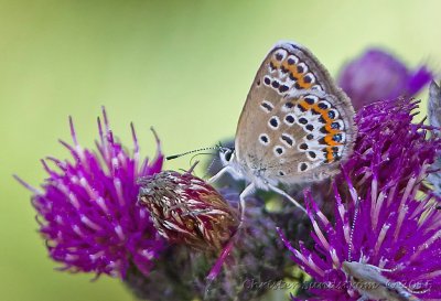 Butterflies in Estonia