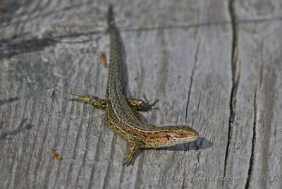 Reptile in Estonia