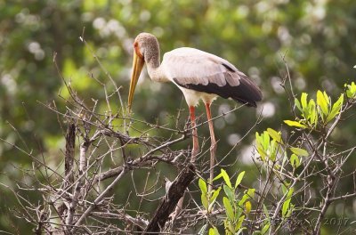 Afrikansk ibisstork