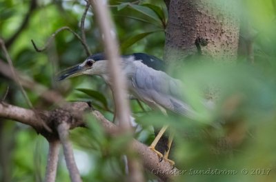 Natthäger, nycticorax, adult