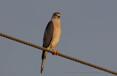 Shikra