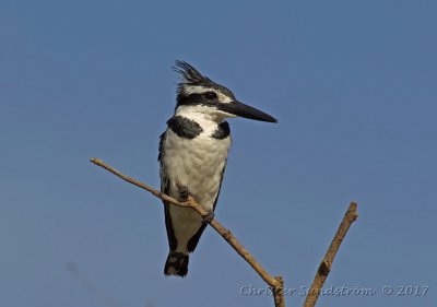 Gråfiskare, female