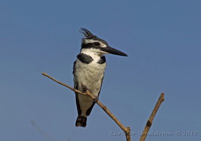 Grfiskare, female