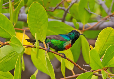 Smyckessolfgel, male