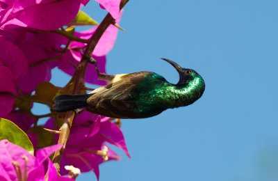 Variabel solfågel, male