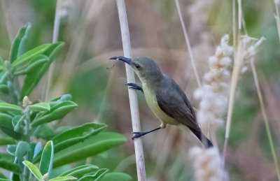 Variabel solfågel, female