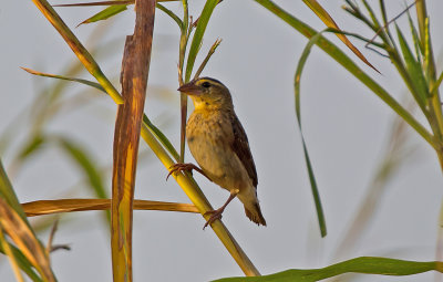 Byänka, female