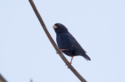 Byänka, male
