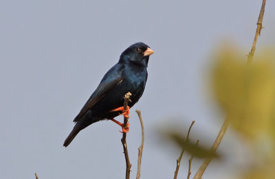 Byänka, male